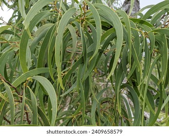 Close up of Koa Leafs with buds almost ready to flower on Oahu, Hawaii.