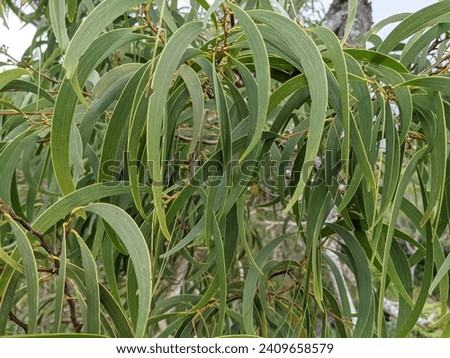 Close up of Koa Leafs with buds almost ready to flower on Oahu, Hawaii.