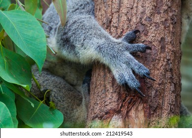 2,205 Koala claw Images, Stock Photos & Vectors | Shutterstock