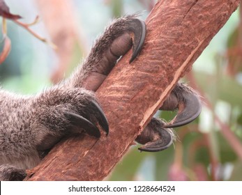 112 Koala thumbs Images, Stock Photos & Vectors | Shutterstock