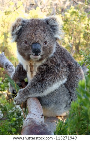 Close up of koala while is keeping a eucalyptus leaf