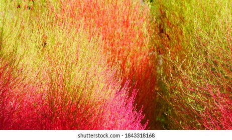 2,271 Kochia plant Images, Stock Photos & Vectors | Shutterstock