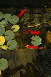 Close Up Of Koi Fish Swimming Along Lilly Pads In A Koi Pond