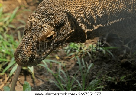 close up of a komodo dragon
