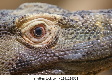 Close Up Of A Komodo Dragon Eye