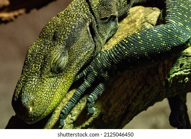 Close Up Of Komodo Dragon With Eyes Closed