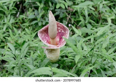 Close Up Konjac Flower Is Bloom