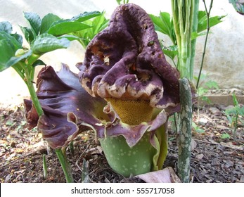 Close Up Konjac Flower In Tropical Garden