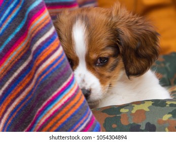 Close up of a Kooikerhondje puppy