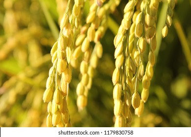 Close Up To Korea Rice Seeds In Ear Of Paddy