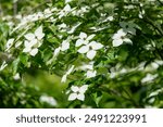 Close up of kousa dogwood (cornus kousa) flowers in bloom