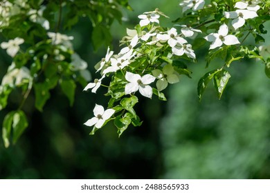 Close up of kousa dogwood (cornus kousa) flowers in bloom - Powered by Shutterstock