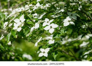 Close up of kousa dogwood (cornus kousa) flowers in bloom - Powered by Shutterstock