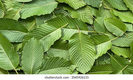 Close Up Kratom Leaf, Green Leaf Background.