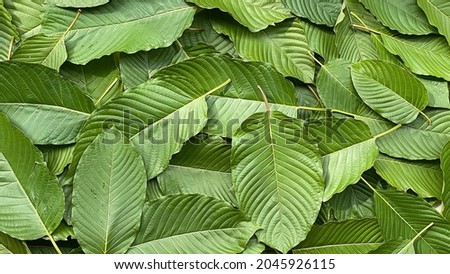 Close up kratom leaf, Green leaf background.