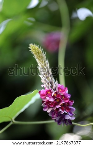 Close up of Kudzu flower.