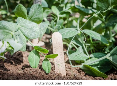 Close Up Of Labelled Sweet Pea Seedlings