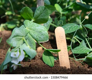 Close Up Of Labelled Sweet Pea Seedlings