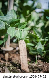 Close Up Of Labelled Sweet Pea Seedlings