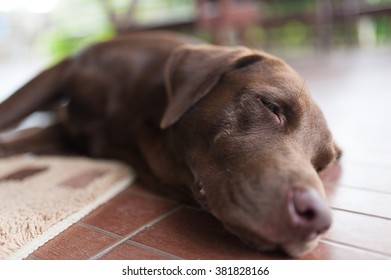 Perro Labrador Chocolate Imagenes Fotos De Stock Y Vectores