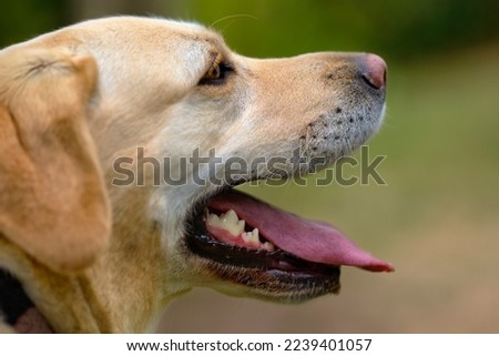 Close up of a Labrador Retriever dog's face  in profile. Happy dog panting with it's mouth open and tongue out. Yellow lab with a pink nose in a natural garden setting