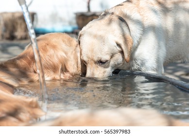 can dogs drink cold water