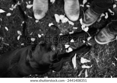 close up of a labrador retriever laying at the feet of his owners. He is looking up at his pet parents with love in his eyes, he is laying in the grass and leaves. You can see cowboy boots on the edge