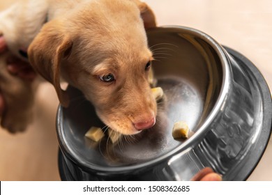 Close- Up Labrador Retriever Mixed With Vizsla Puppy Eating Banana Sliced In A Stainless Steel Dog Bowl.