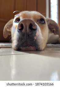 Close up of a Labrador-Terrier mix