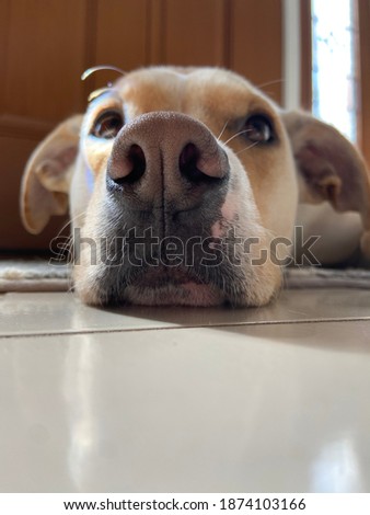 Close up of a Labrador-Terrier mix