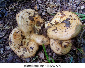 Close Up Of Lactarius Salmonicolor An Orange Agaric Which Exudes Milk
