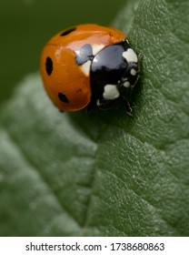 Micro World High Res Stock Images Shutterstock