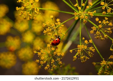 Close Up Of A Lady Bug