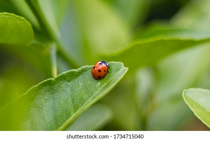 Close Up Lady Bug On The Lime Leave.