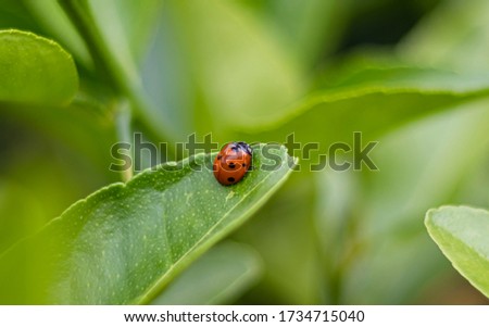 Close up Lady bug on the lime leave.