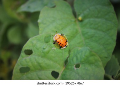  Close Up Lady Bug Perching On Leaf 