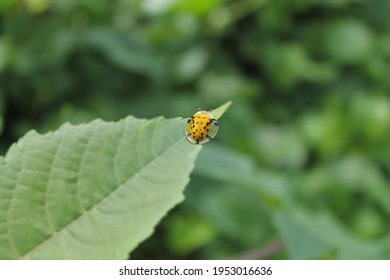 Close Up Lady Bug Perching On Leaf