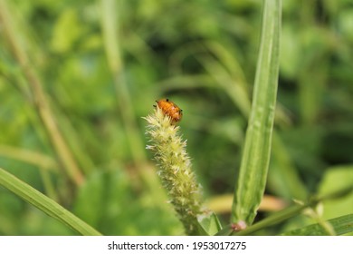 Close Up Lady Bug Perching On Grass