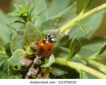 Close Up Of A Lady Bug Sitting On Buds Of A Plant