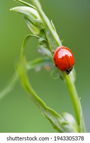 Close up of a ladybug