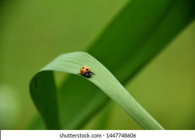 A close up of a ladybug climbing on a reed leaf - Powered by Shutterstock