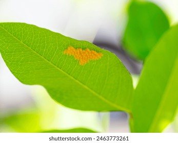 Close up of Ladybug eggs