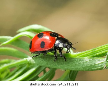 Close up of ladybug on the grass