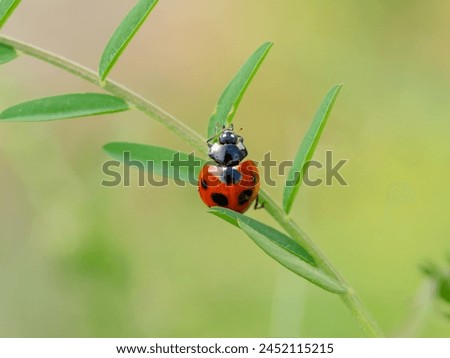 Close up of ladybug on the grass