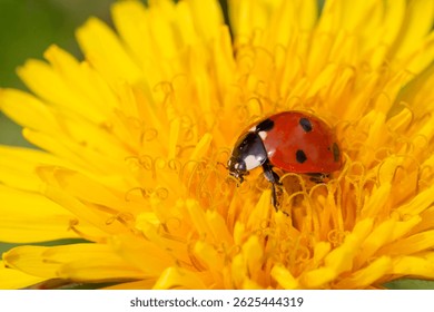 close up of ladybug sitting on yellow dandelion flower