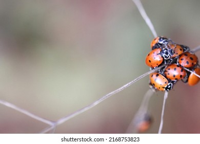 Close Up Of Ladybugs In Oakland Hills, California