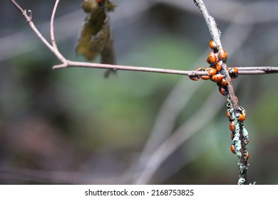 Close Up Of Ladybugs In Oakland Hills, California