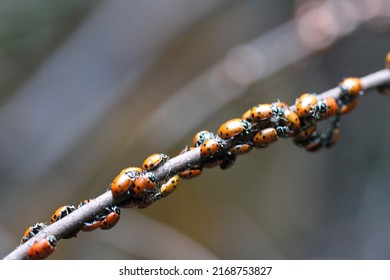 Close Up Of Ladybugs In Oakland Hills, California