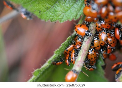 Close Up Of Ladybugs In Oakland Hills, California