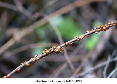 Close Up Of Ladybugs In Oakland Hills, California